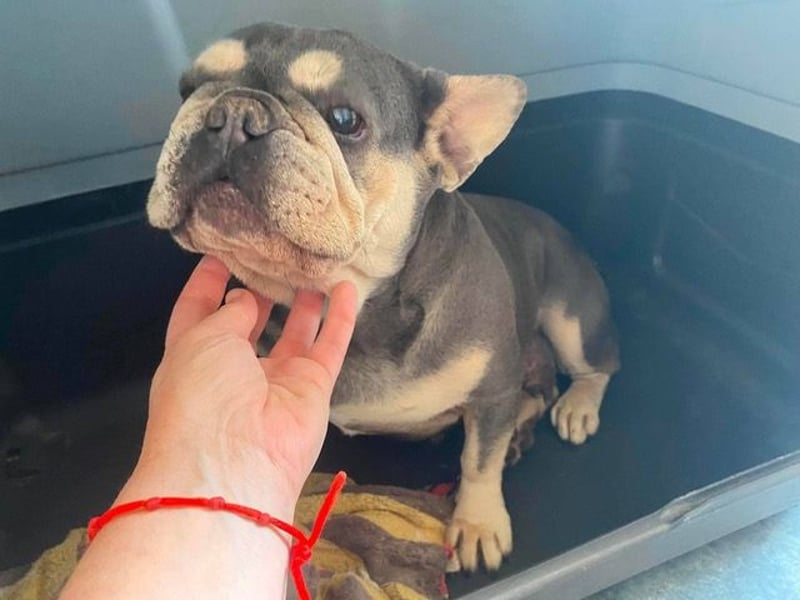 Anita sucht Bully Liebhaber