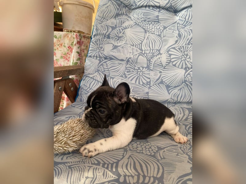 French bulldog