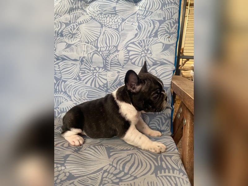 French bulldog