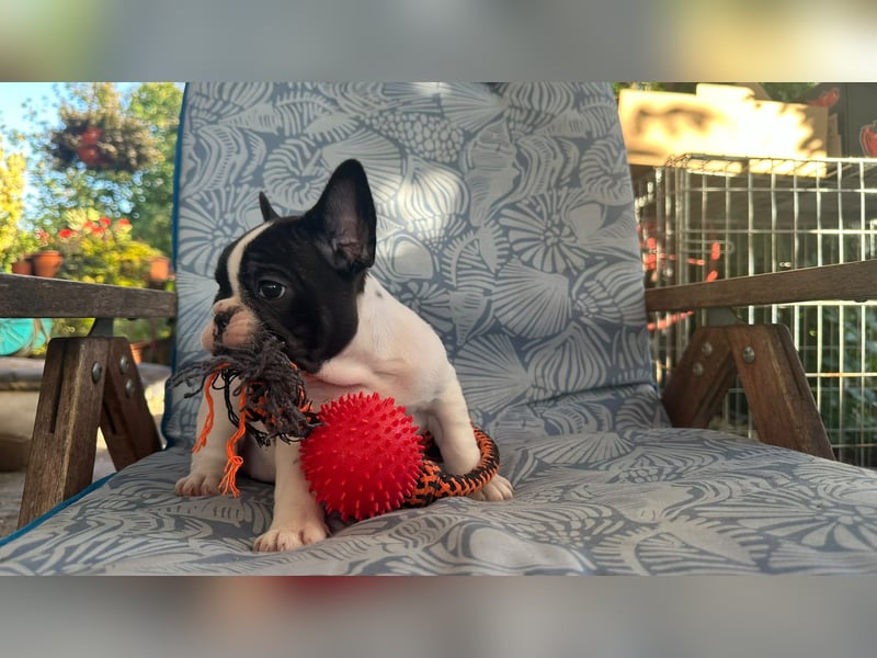 French bulldog