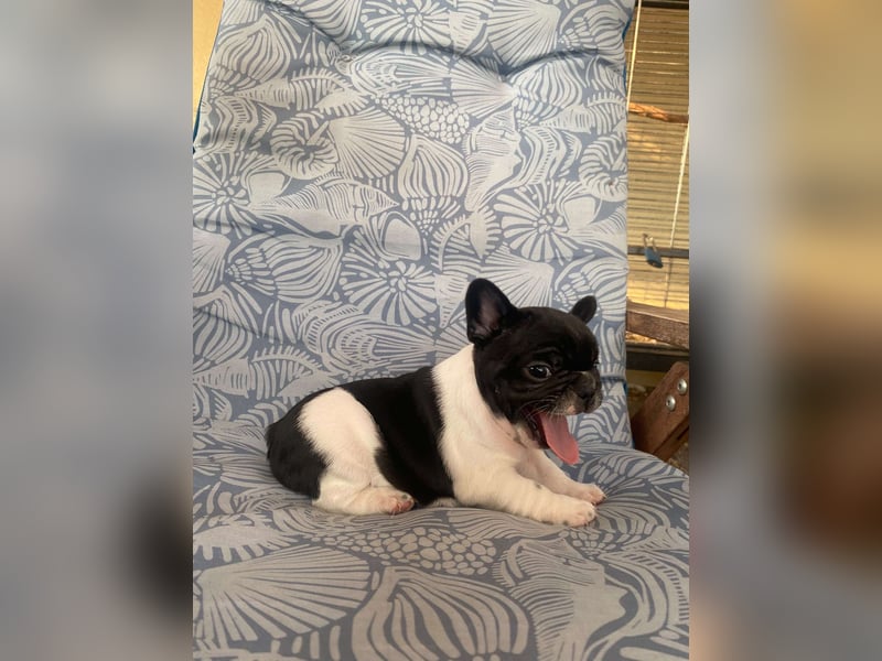 French bulldog