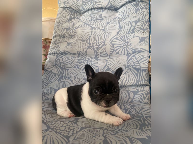 French bulldog