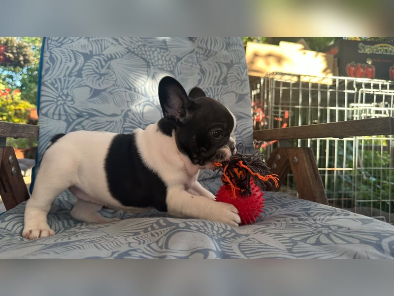 French bulldog