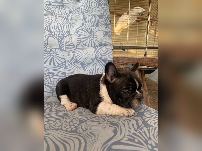 French bulldog