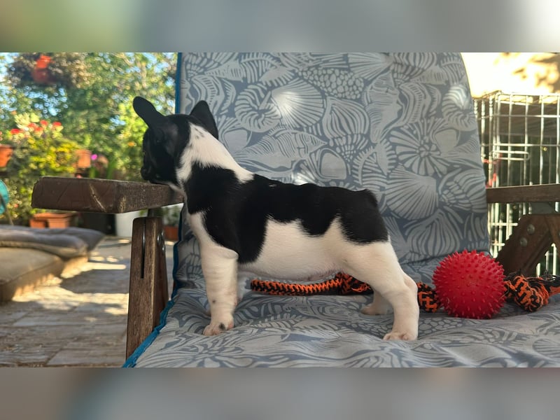 French bulldog