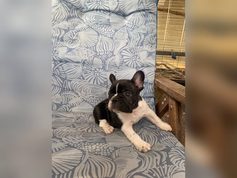 French bulldog