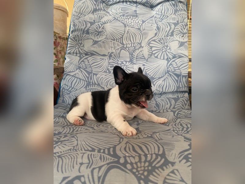 French bulldog
