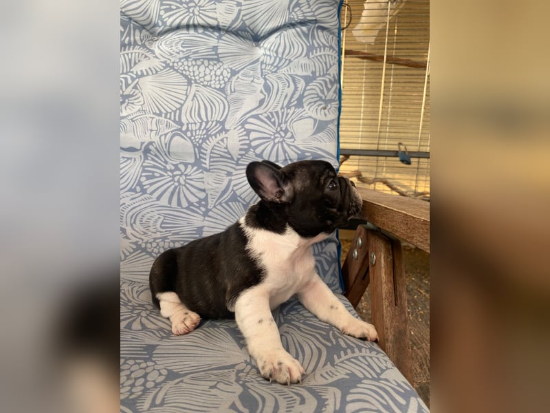 French bulldog
