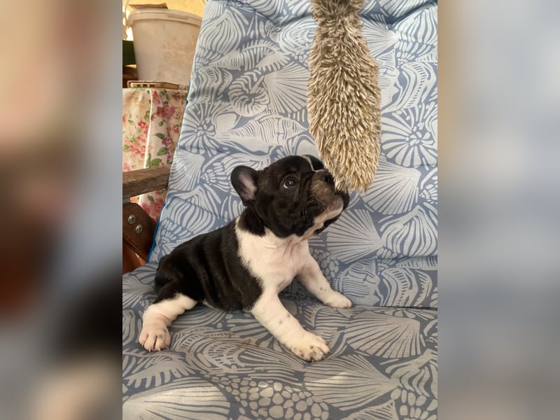 French bulldog