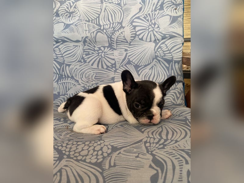 French bulldog