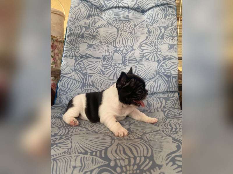 French bulldog