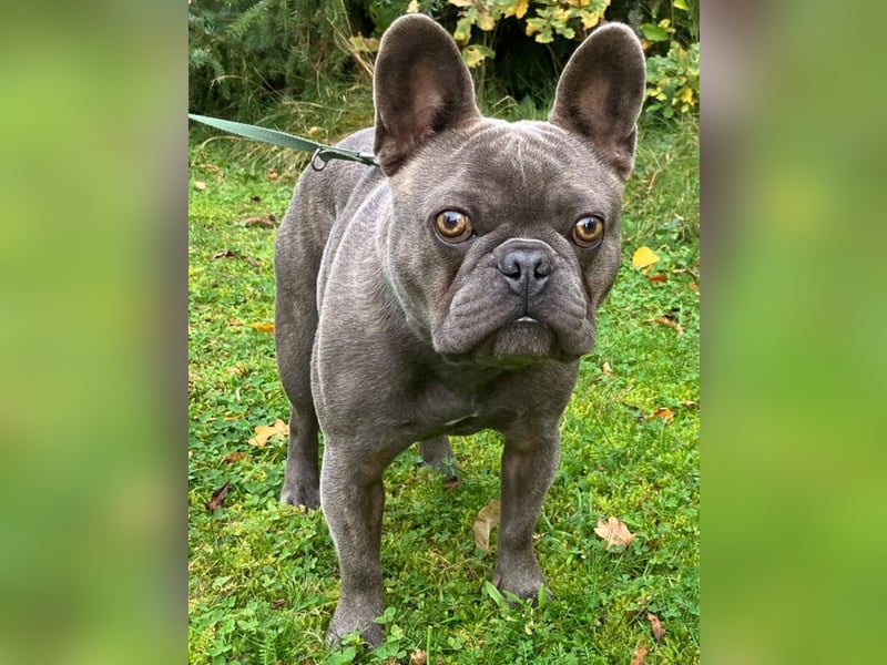 French Oskar - ein absoluter Schatz - Tierhilfe Franken e.V.