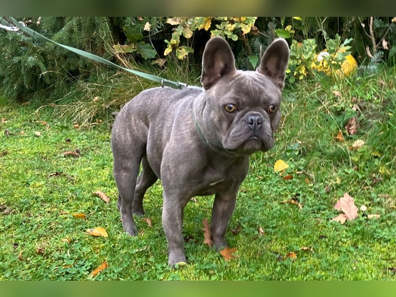 French Oskar - ein absoluter Schatz - Tierhilfe Franken e.V.
