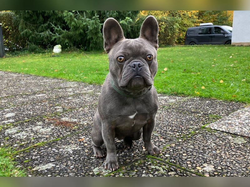 French Oskar - ein absoluter Schatz - Tierhilfe Franken e.V.