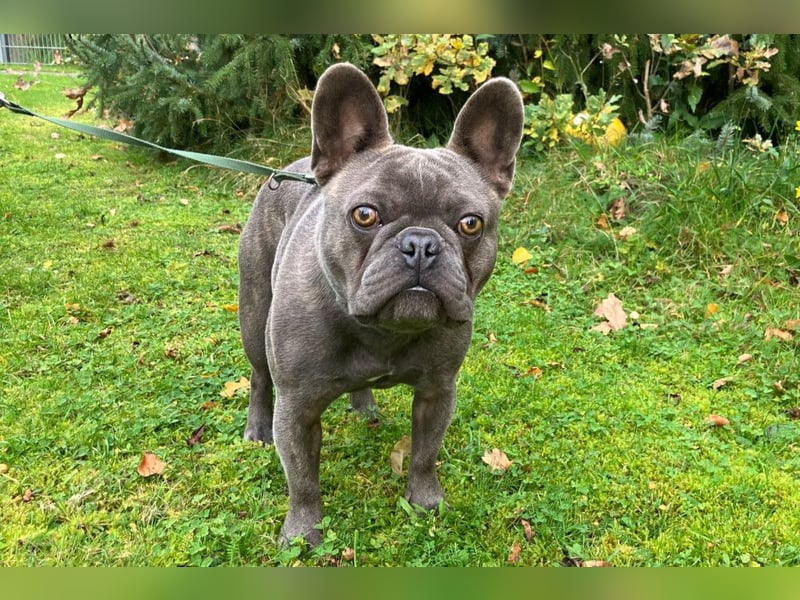 French Oskar - ein absoluter Schatz - Tierhilfe Franken e.V.