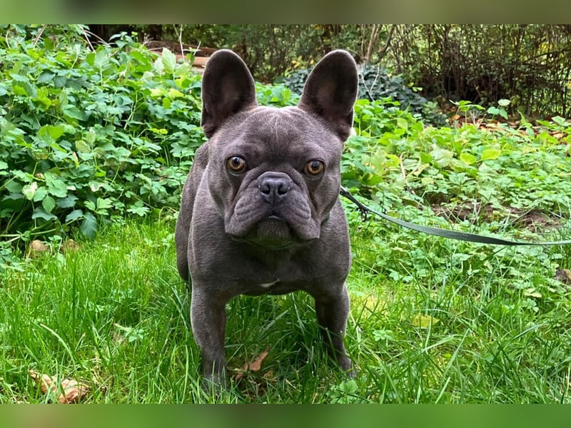 French Oskar - ein absoluter Schatz - Tierhilfe Franken e.V.