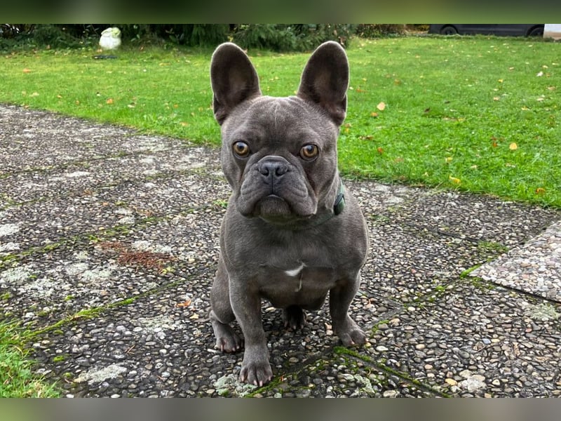 French Oskar - ein absoluter Schatz - Tierhilfe Franken e.V.