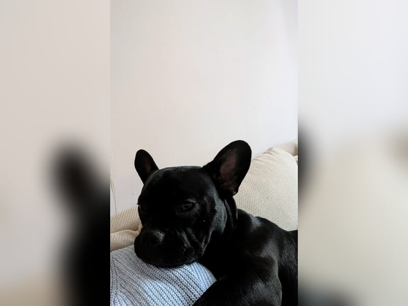 französischer Bulldoggen Rüde Marten sucht liebevolles Zuhause