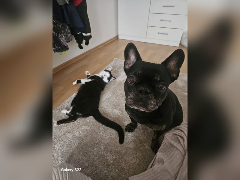 Yuki sucht sein für immer Zuhause