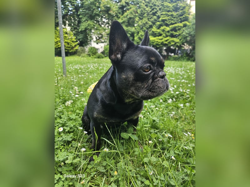 Yuki sucht sein für immer Zuhause