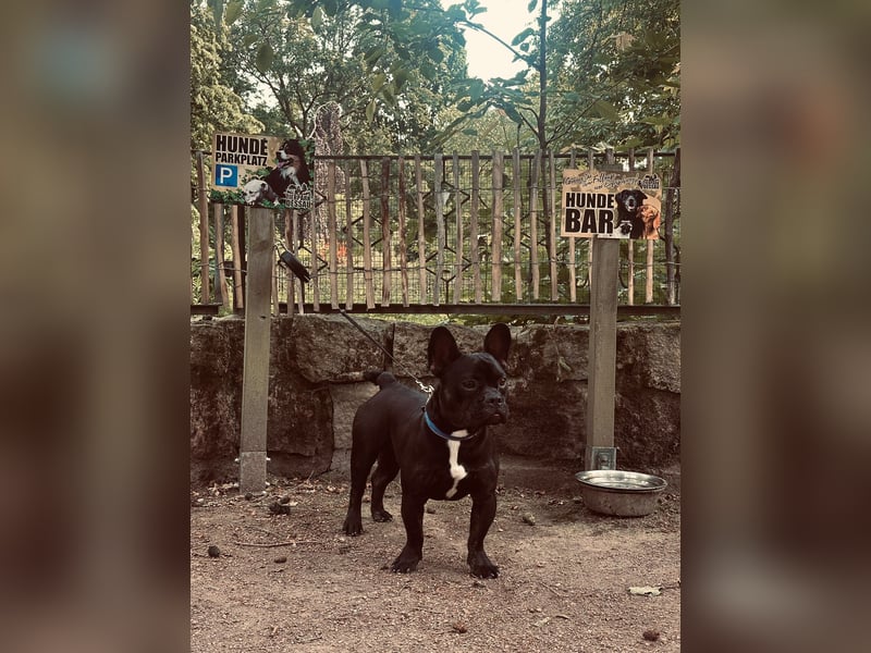 französischer Bulldoggen Rüde Marten sucht liebevolles Zuhause