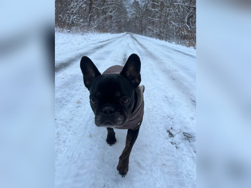 Yuki sucht sein für immer Zuhause