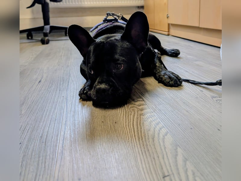 französischer Bulldoggen Rüde Marten sucht liebevolles Zuhause