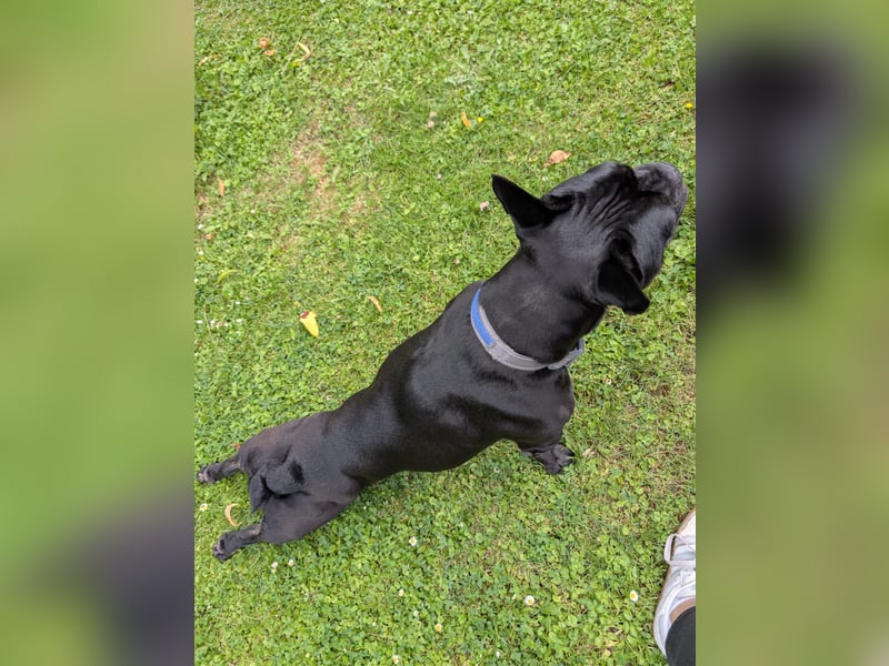 französischer Bulldoggen Rüde Marten sucht liebevolles Zuhause