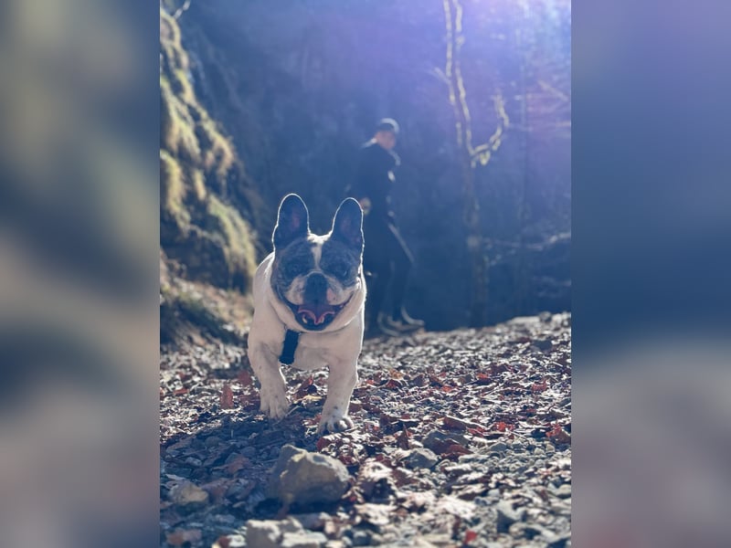 Herzensplatz für unsere Semi gesucht ❤️
