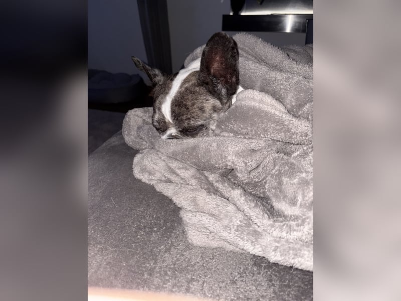 Herzensplatz für unsere Semi gesucht ❤️