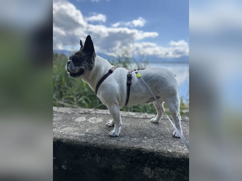 Herzensplatz für unsere Semi gesucht ❤️