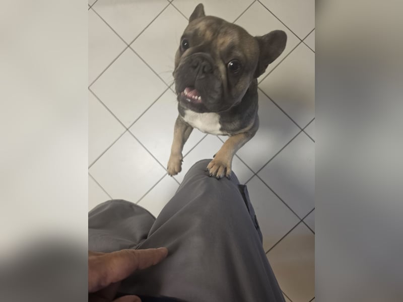 Französische Bulldogge