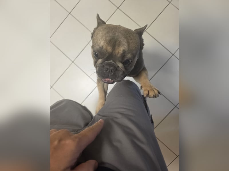 Französische Bulldogge
