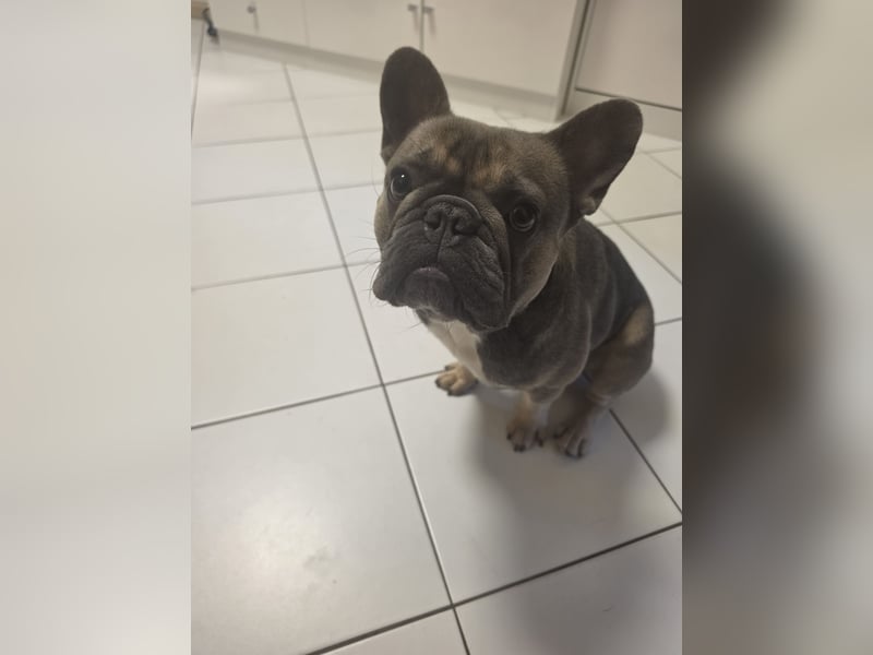 Französische Bulldogge