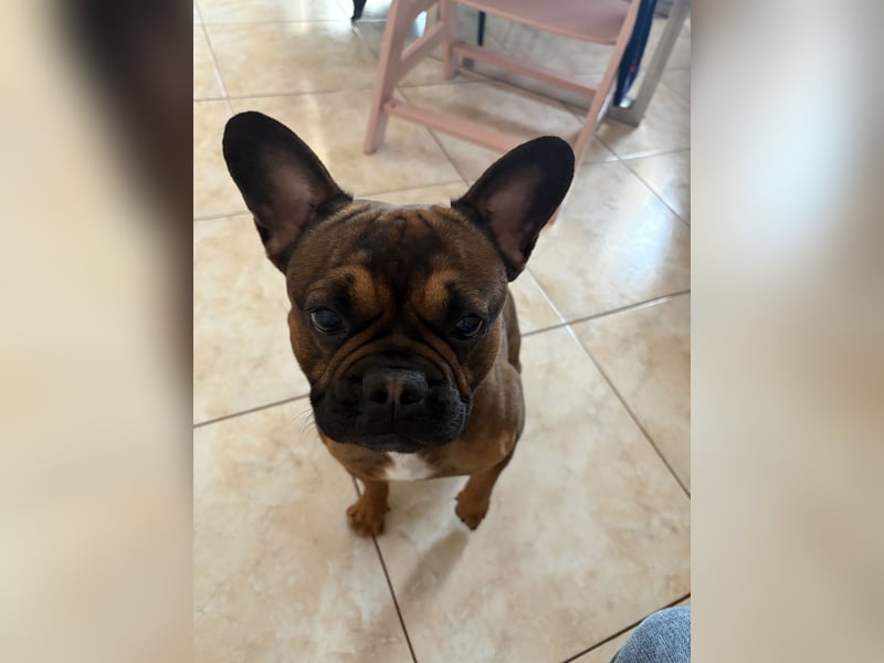 Französische Bulldogge ( Rüde ) sucht neues Zuhausse