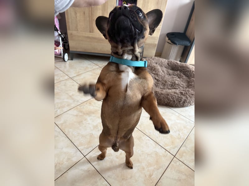 Französische Bulldogge ( Rüde ) sucht neues Zuhausse