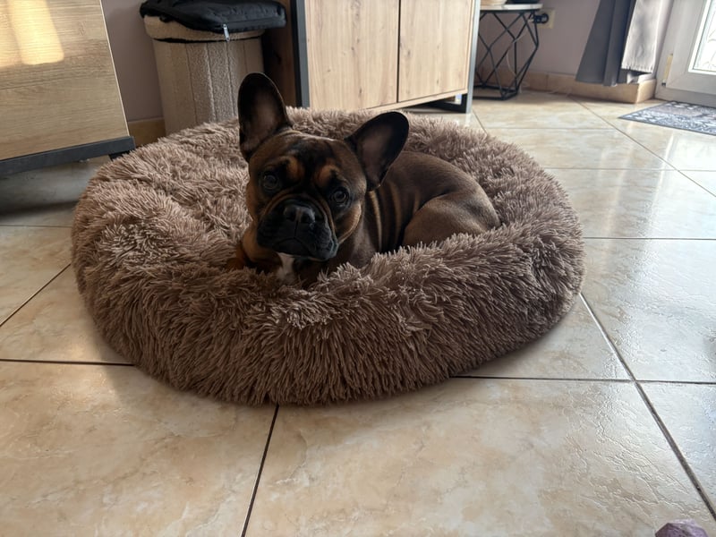 Französische Bulldogge ( Rüde ) sucht neues Zuhausse