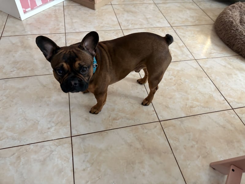 Französische Bulldogge ( Rüde ) sucht neues Zuhausse