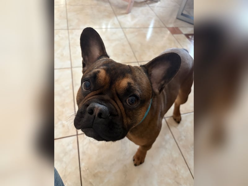 Französische Bulldogge ( Rüde ) sucht neues Zuhausse