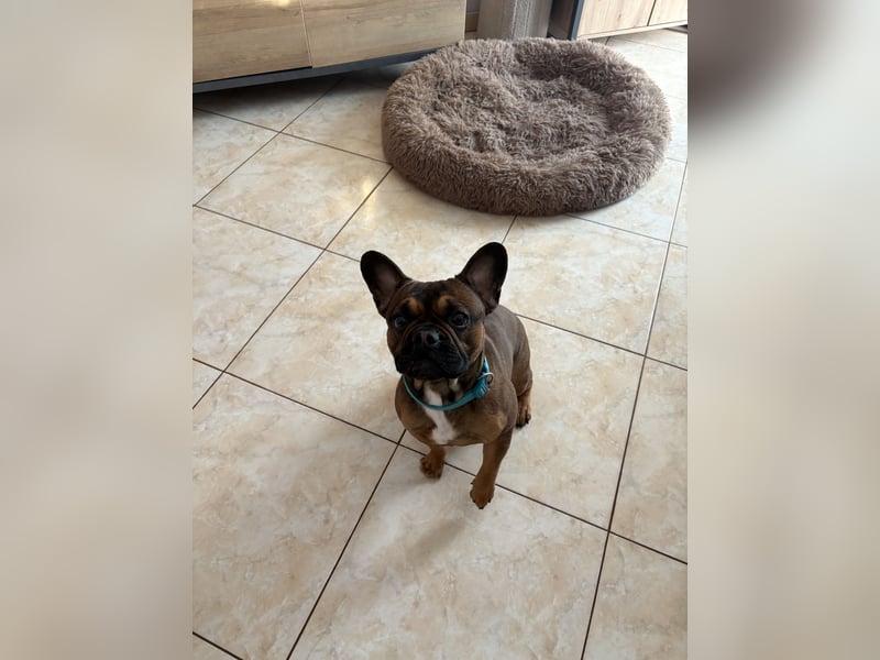 Französische Bulldogge ( Rüde ) sucht neues Zuhausse