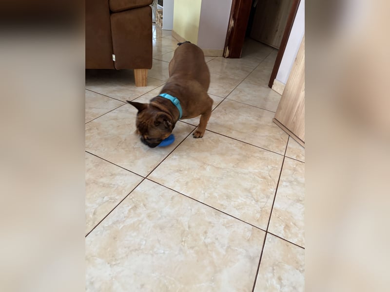 Französische Bulldogge ( Rüde ) sucht neues Zuhausse