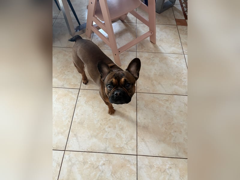 Französische Bulldogge ( Rüde ) sucht neues Zuhausse