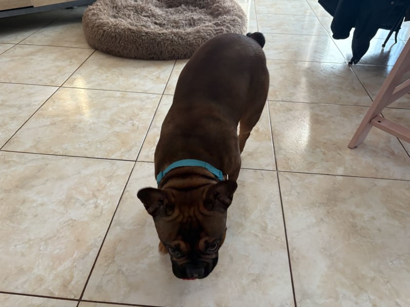 Französische Bulldogge ( Rüde ) sucht neues Zuhausse