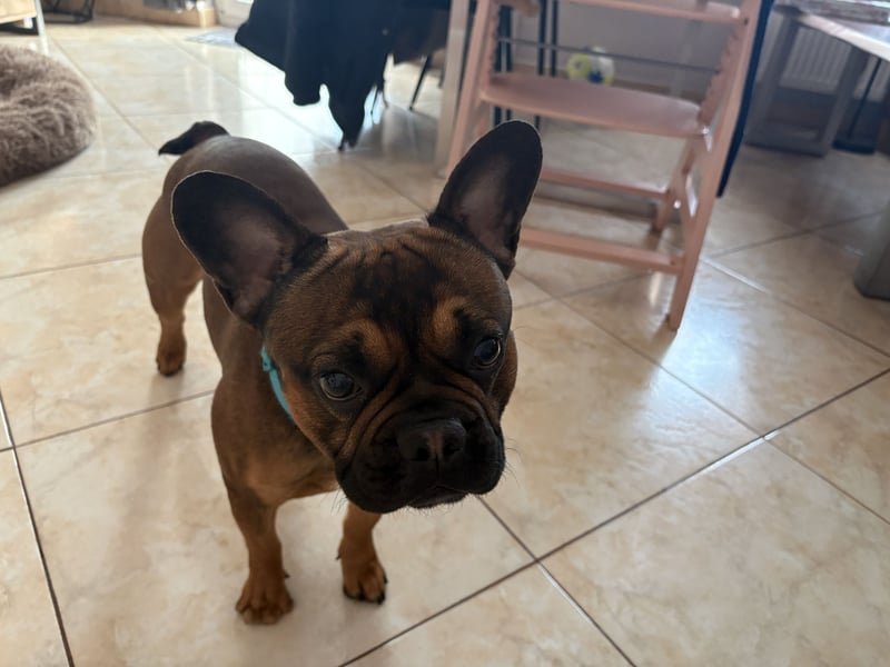 Französische Bulldogge ( Rüde ) sucht neues Zuhausse