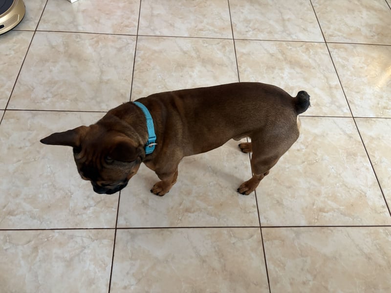 Französische Bulldogge ( Rüde ) sucht neues Zuhausse