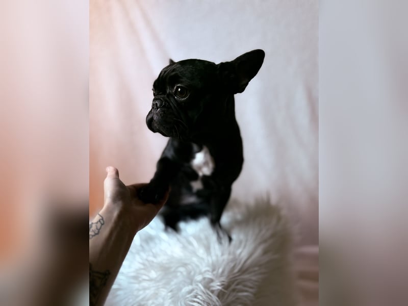 Französische Bulldogge Abby