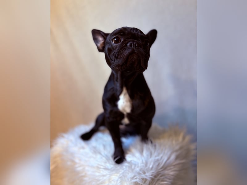 Französische Bulldogge Abby