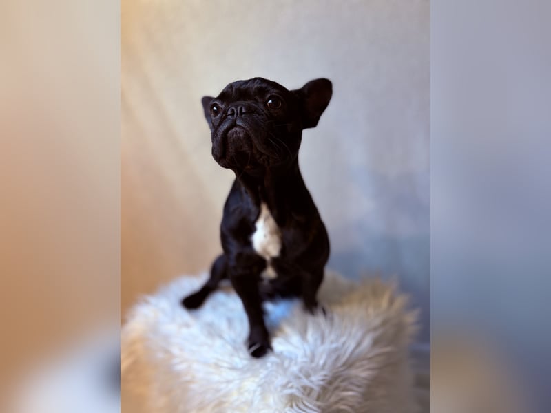 Französische Bulldogge Abby