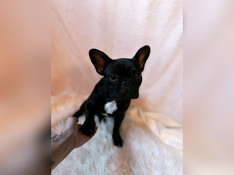 Französische Bulldogge Abby