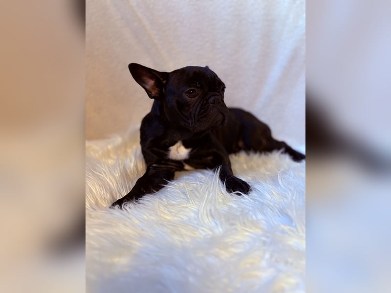 Französische Bulldogge Abby